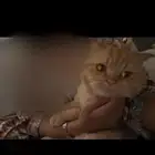 قط سكوتش مع كامل الملحقات