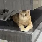 قطو لا اتبني ذكر عمره 6 شهور