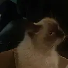قطه للتبني