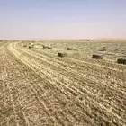 برسيم صافي ورق