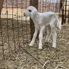 داغور للبيع