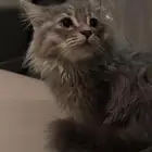 قطوه انثى للبيع