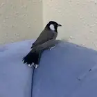 بلبل اليف فيه شويه خوف