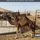 قعدان  وبكار العدد 10