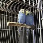 طيور باذجي للبيع او بدل