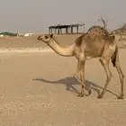 قعدان