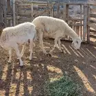 غنم حريات دفيع