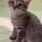 قطط للتبني