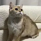قطط سكوتش للبيع مع كتن