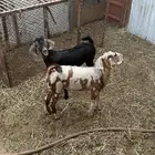 ماعز مشاريك