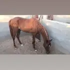 مهر عربي