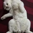 قط سكوتش لتبني