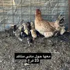 للبيع دجاجتين معهن فروخ وحده دجاجه راحن