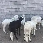 سواكني