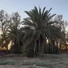 نخخل سلج خشرم صقعي متعدد للبيع سمح