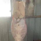 ذبايح موصلة جاهزة