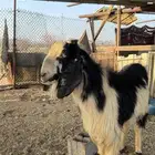 تيس