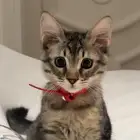 شيرازي امريكي