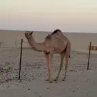 قعود فاخر ابوه مدلل وامه بنت شاهين الكليلي