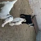 تيسين وجفره