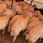 خرفان حريه