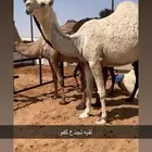 بكره