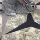 ارنب نظيف للبيع الصامل