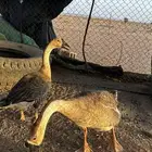 وز عراقي