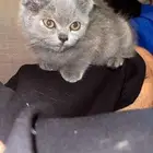 قط سكوتش فولد