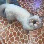 قطط مكس بيكي فيس هاملايا