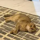 قطوه سكوتش فولد بيور