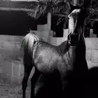 مهره