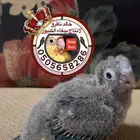 كنيور بلو شيك نفذت الكمية