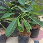 شتلات ياسمين هندي   جهنميه