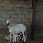 شاه عليها ثنين