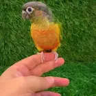 فرخ كنيور يلوسايد