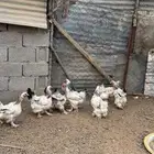 دجاج كولمبي