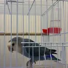 روز للبيع ب250 مستعجل داخل الجبيل الصناعية او البلد