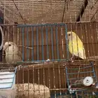 للبيع زوج روز الذكر عيون حمرا