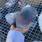 مطلوب حمام عادي وبلدي ويفضل الجوز من 10 ريال الى عنده يتوصل