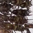 استكوزا لوبستر بلدي