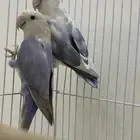 زوج روز