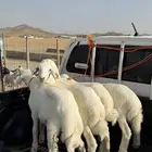 طليان صنف ( تم البيع )