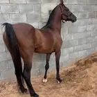 فحص خيل