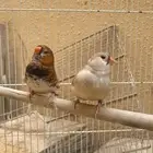 جوز زيبرا هولندي هاف اورنج