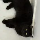 قطة مهجنه مع هملايا و شيرازي للتبني