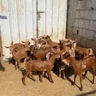 عنقان تاسيس مراح