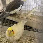 عصافير كراون