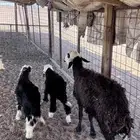 نعجة تامة تحتها خروف ورخل ماهي روم