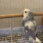 جوز روز منتج